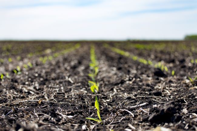 Corn emerging