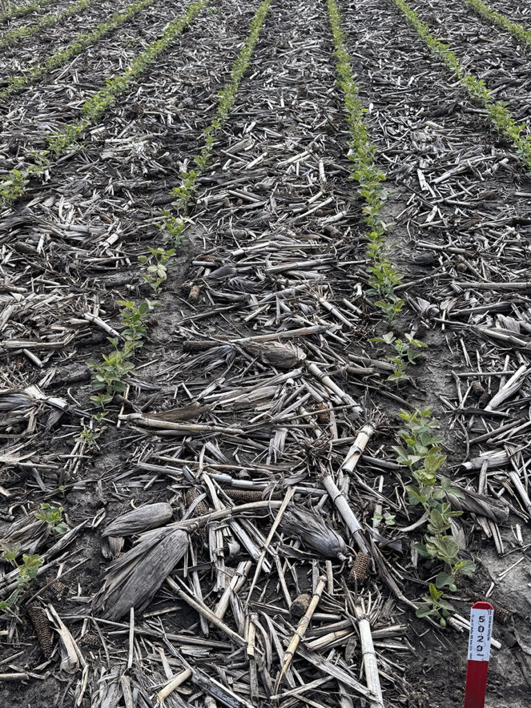 2nd Planting Date Left Commercial Right MaxStax copy 2nd Planting Date Left Commercial Right MaxStax copy