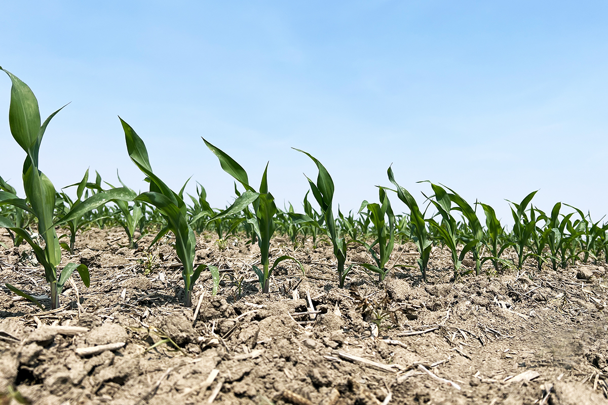 corn growing