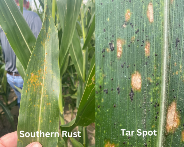 Southern Rust and Tar Spot e1692380439741